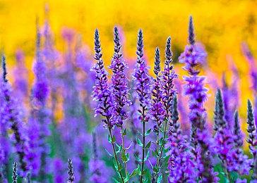 未来游戏春季展：动作FPS《巫火》魔法系统开发者介绍视频